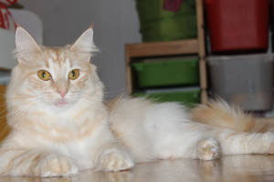 Vivienne 2 anni 2
